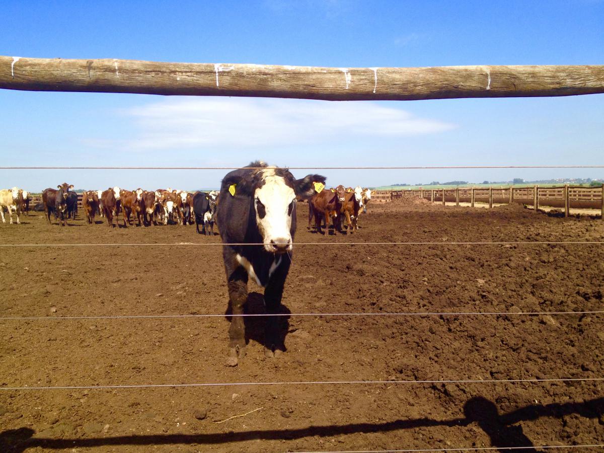 Cattle behind a fence
